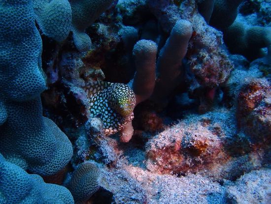 Muräne auf dem Tauchgang beim Red Hill