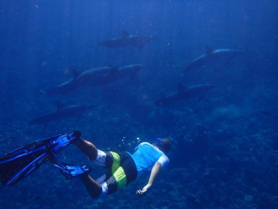 Schwimmen mit den Delfinen