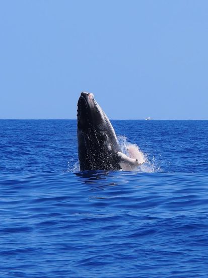 Springendes Buckelwalkalb