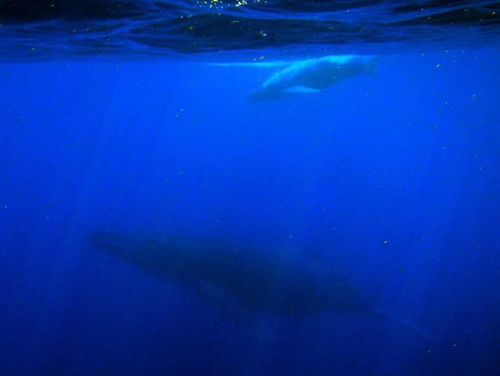 Im Vergleich wie klein das Kalb gegenüber der Mutter ist... (leider lässt die Fotoqualität etwas zu wünschen übrig... 