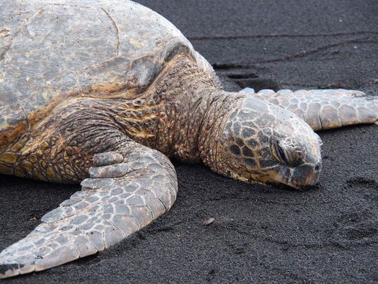Schildkröte am Strand