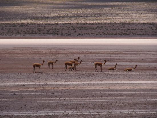 Vicuñas