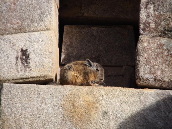 Bergviscacha