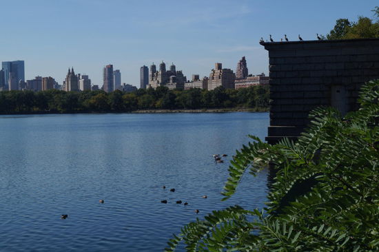 schlafende, sich ausruhende und sich sonnende Enten im Central Park