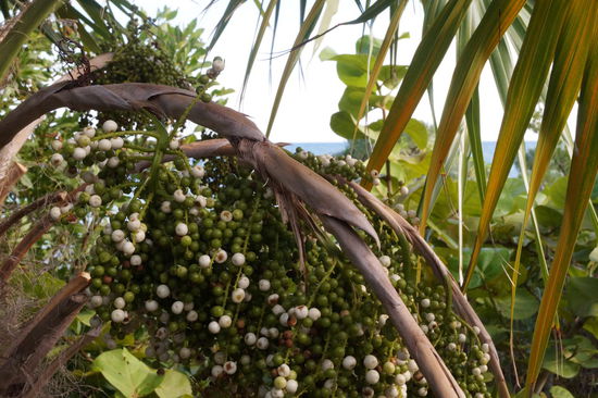"Butterfly Garden Trail" im Bahia Honda State Park