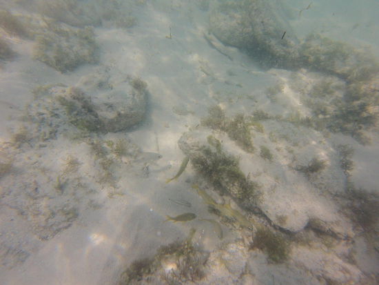 Schnorcheln im Fort Zachary Taylor Historic State Park