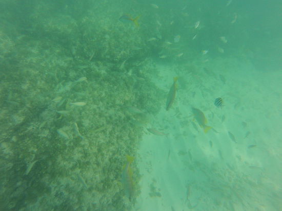 Unterwasserwelt vor Great Stirrup Cay