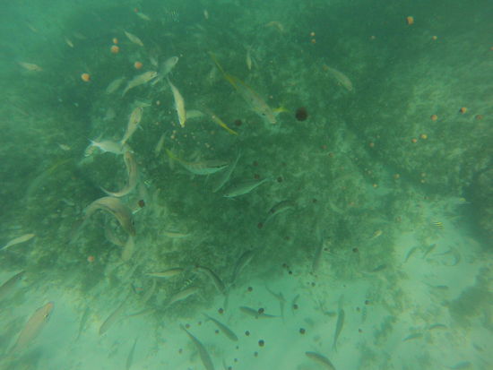 mit Katzenfutter angelockte Fische