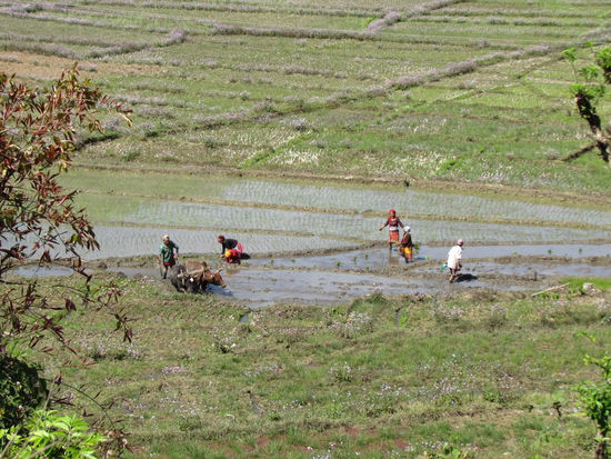Reisbauern bei der Arbeit