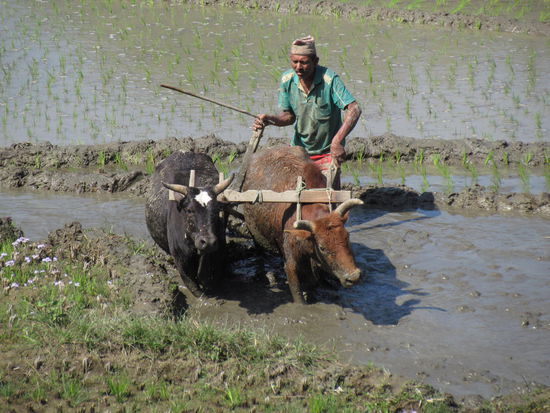 Ochsen statt Traktoren