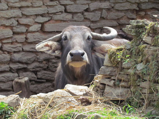 Wasserbüffel bedeuten Reichtum