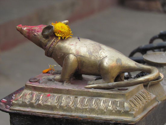 die Ratte, das Reittier von Ganesh