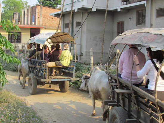 im Ochsenwagen unterwegs
