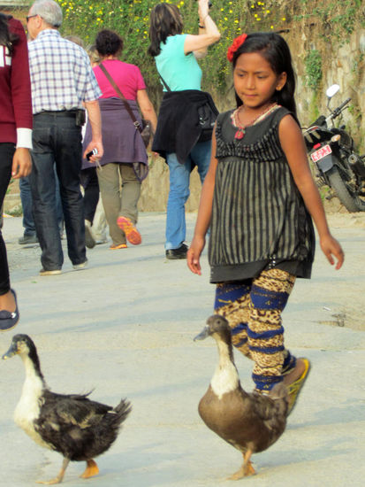 bring die Enten heim