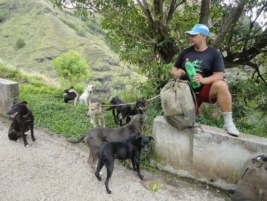 mit Hunden geht es zur Wildschweinjagd