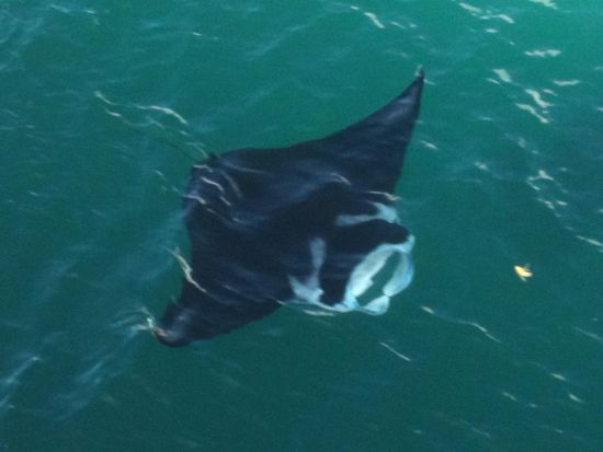 ein Manta, direkt am Schiff zu sehen