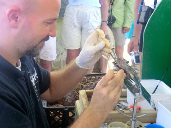 Die Muschel wird operiert, eine ziemlich komplizierte Arbeit