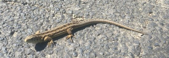 Gesellen auf der Straße