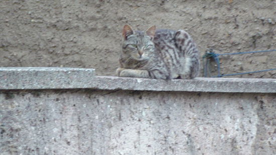 ...thüringer Tieger 