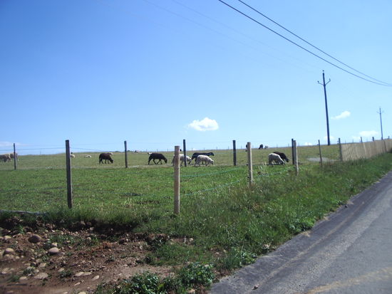 mit Schaafen auf der Wiese