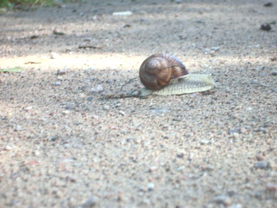 kleine Schnecke