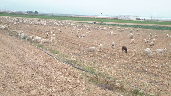 ....mal ein paar Schafe...