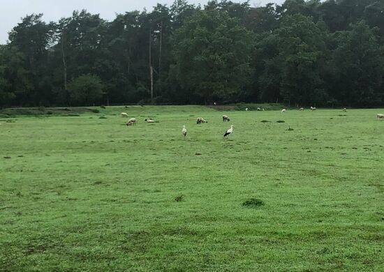 Schafe und Störche.