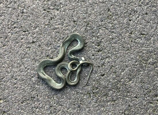 Tote Schlange
