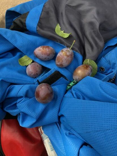 An den Wegen befanden sich immer mal wieder Obstbäume. Ziemlich cool.