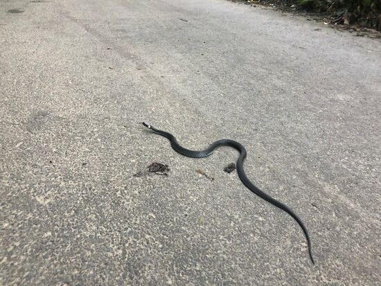 Kurz vor Hirschberg traf ich endlich mal auf eine lebende Schlange 