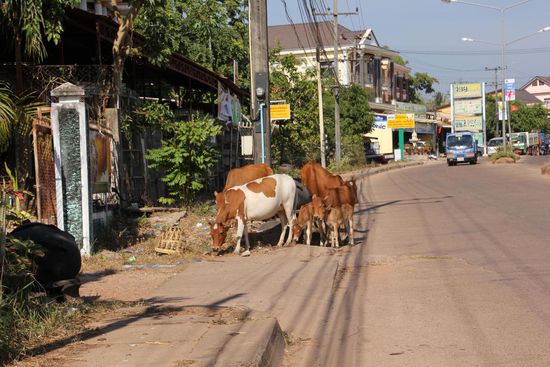 Eine von Thakheks Hauptstraßen. Freilaufende Rinder und andere Nutztiere sind hier keine Seltenheit