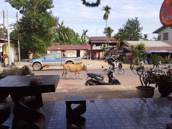 Der Blick vom Eiscafé auf die Straße. Dort ziehen neben Autos und Fahrrädern auch mal Kühe vorbei.