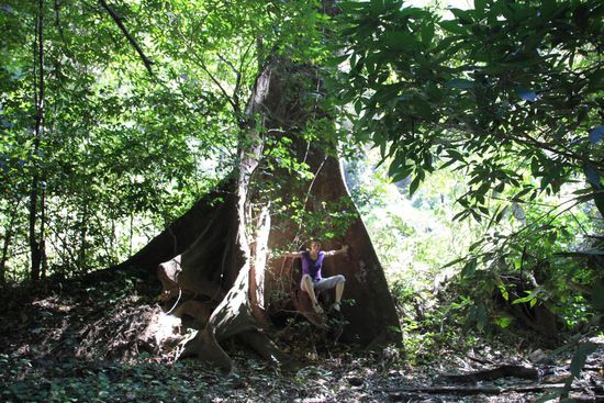 Ein kleiner, großer Urwaldriese