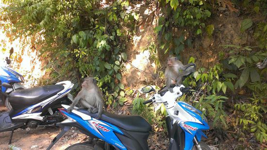 Diese Affenhorde trafen wir öfter an dieser Stelle auf dem Weg zum  Bang Bao Pier.