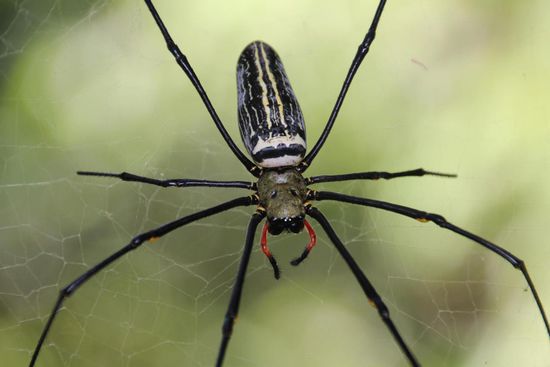 In ihr Netz möchte man nicht laufen. Allerdings sind sowohl Netz als auch Spinne nur schwer zu übersehen.