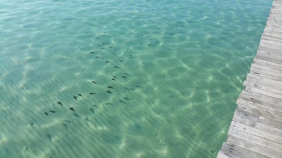 Tintenfische direkt bei uns am Steg.