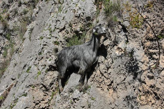 Auch Ziegen sind gute Kletterer. Aber auch im Finden von Lebensmitteln in Rucksäcken sind sie nicht zu verachten.