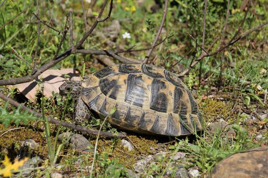 Diesen netten Gesellen trafen wir in Olympos. Dies war die erste Schildkröte, die wir an diesem Tag trafen.