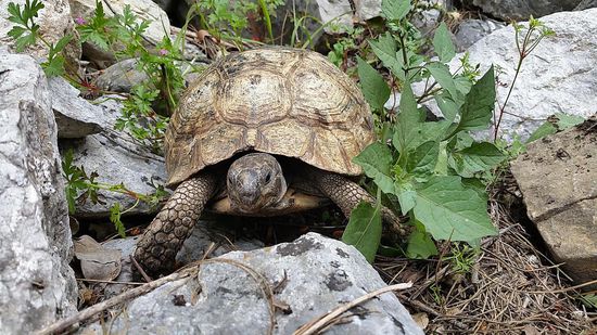 Der zweiten maurischen Landschildkröte begegneten wir in den Ruinen von Olympos. Kaum zu glauben, wie geländegängig diese Tierchen doch sind.