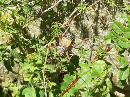 Moskitos hatten wir in den Alpen keine - dafür andere merkwürdige Insekten.