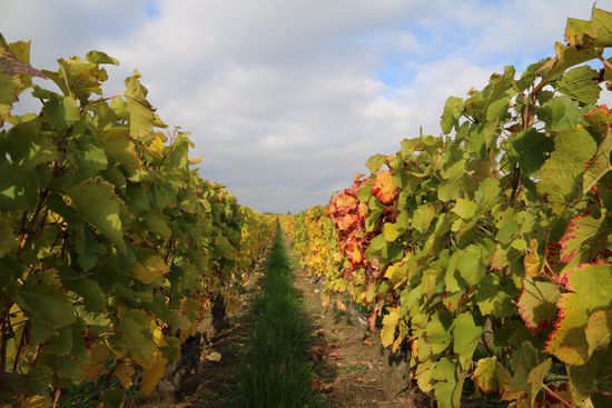 In der Nähe von Bordeaux bestimmen Weinreben das Landschaftsbild