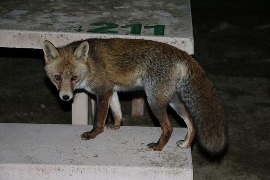 Der Fuchs geht um... Dieser hübsche Zeitgenosse besuchte uns in Ardales auf dem Campingplatz. Scheu war er nicht.