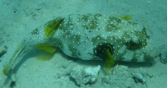 Gili Air unter Wasser