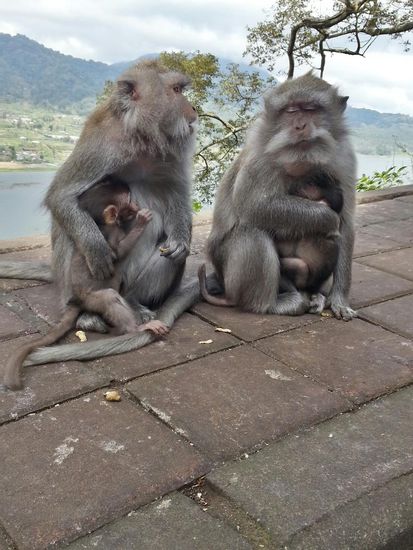 Auf dem Weg nach Ubud