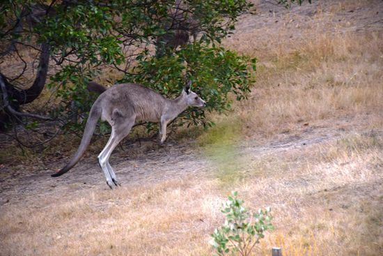 Känguru im Garten vor dem Haus