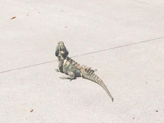  Fotoqualität von Adi's Natel: Naja 