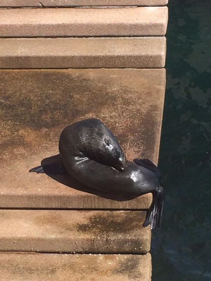 En Seehund am Ufer vom Opernhouse 