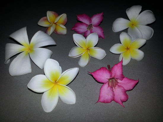 Blumen aus dem Garten 