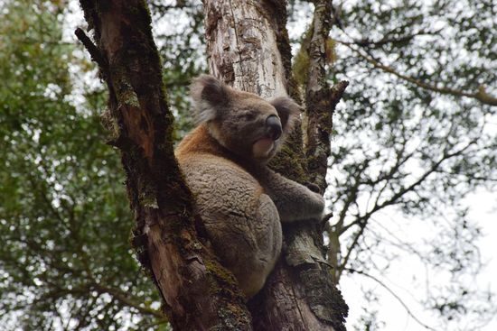 Koala