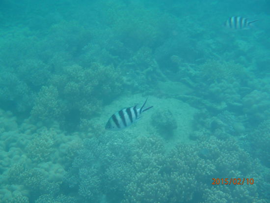 Fischli beim Schnorcheln